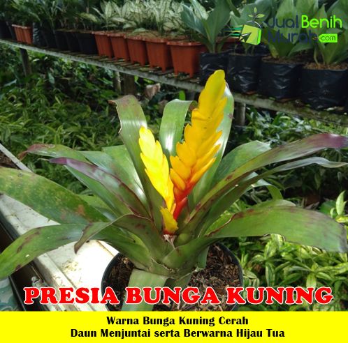 Presia Bunga Kuning