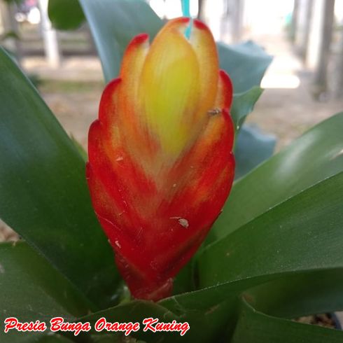 Tanaman Presia Bunga Orange Kuning