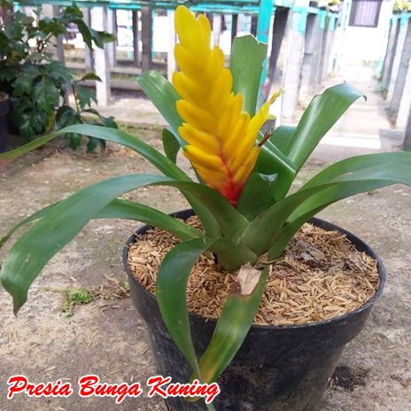 tanaman Presia bunga Kuning