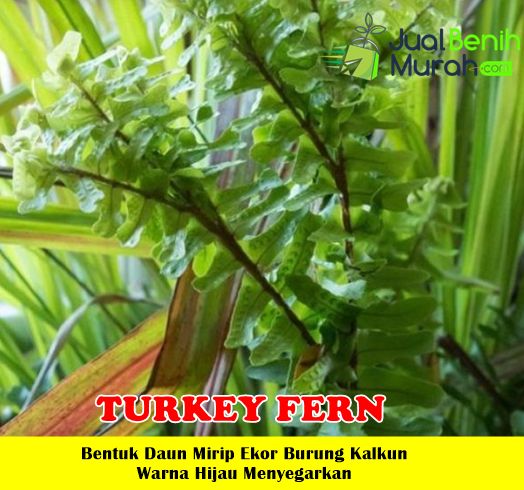 Tanaman Pakis Turkey Fern