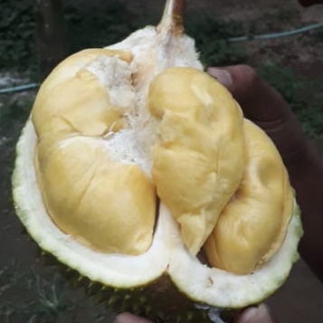 Durian Musangking unggul