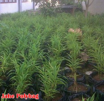 cara tanam Jahe Polybag