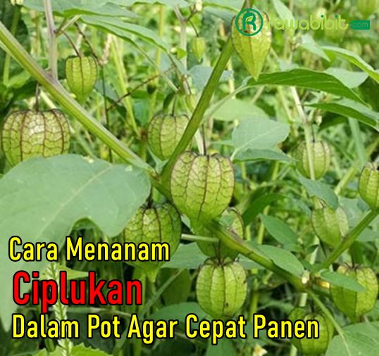 Cara Tanam Ciplukan Dalam Polybag
