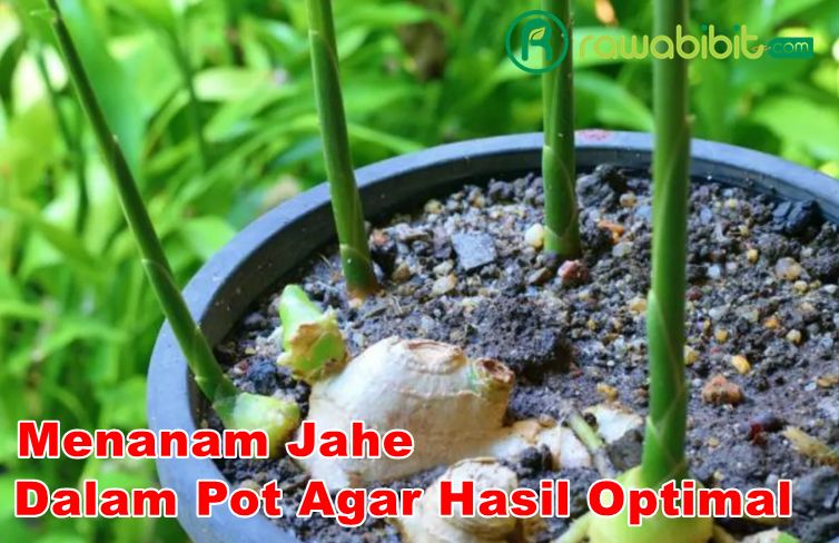 Cara Tanam Jahe Dalam pot
