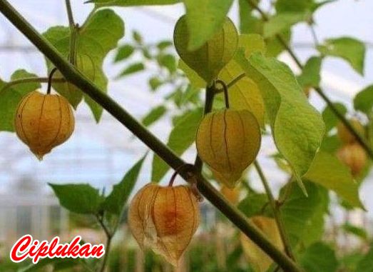 Cara Tanam Ciplukan Polybag