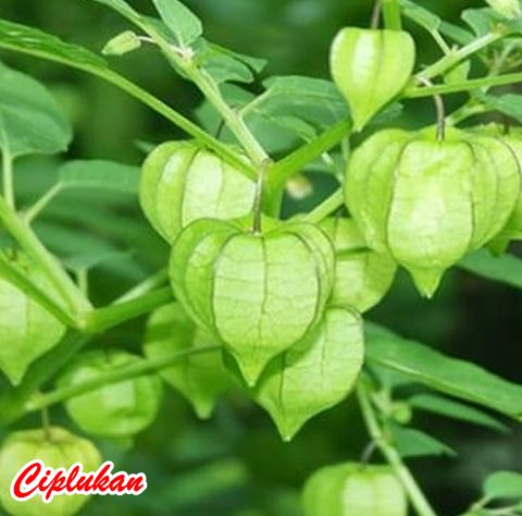 Cara Tanam Ciplukan