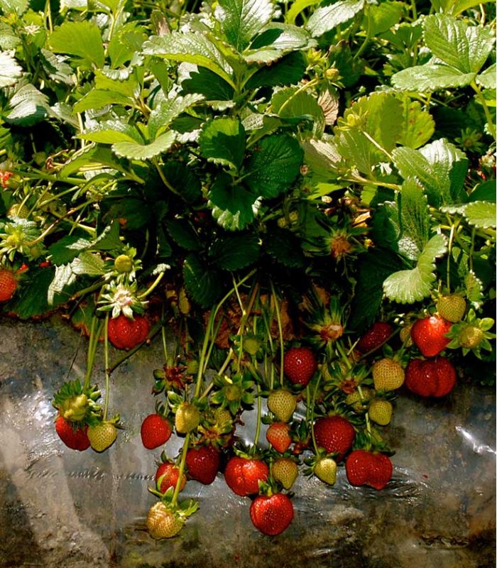 Tips Merangsang Pembuahan Strawberry