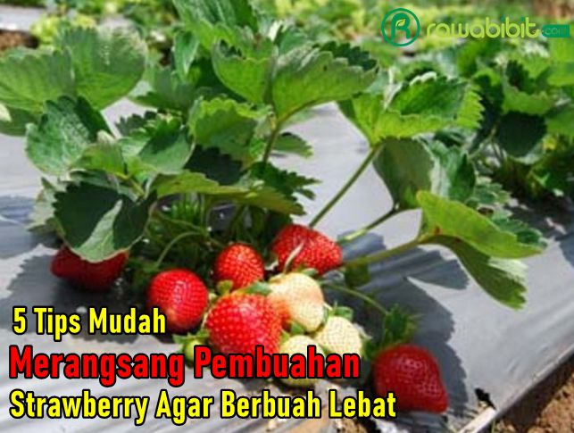 Tips Merangsang Pembuahan Strawberry