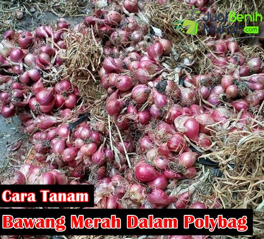 cara tanam bawang merah dalam polybag