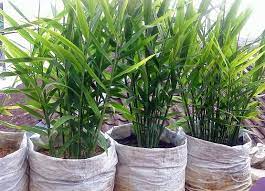 Cara tanam jahe dalam pot