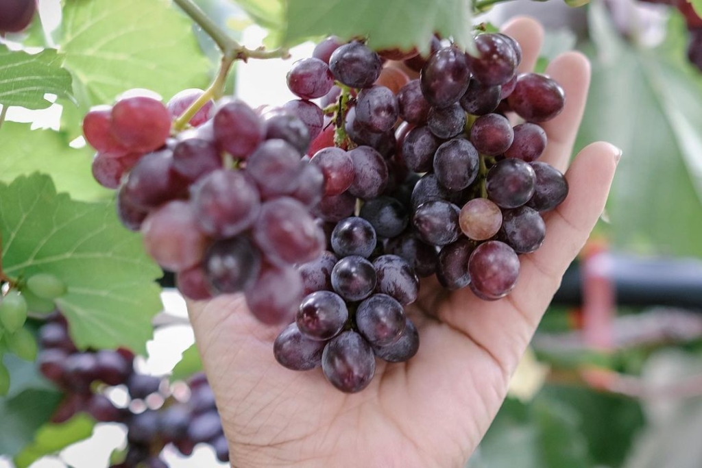 Keunggulan Anggur Jupiter 1