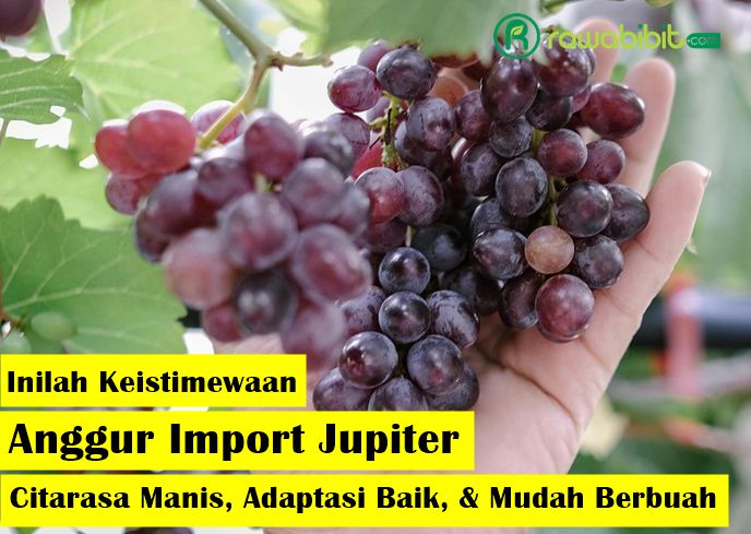 Keunggulan anggur Jupiter