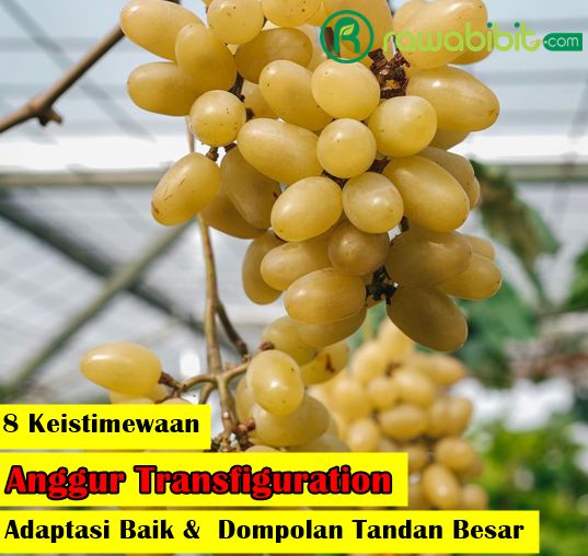 keunggulan anggur Transfiguration