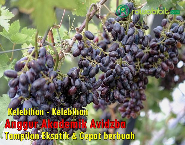 Keunggulan Anggur Akademik