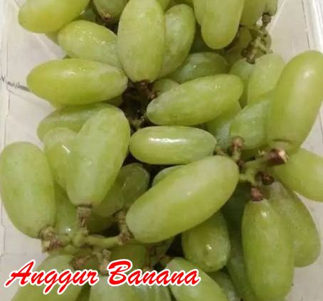 Keunggulan Anggur Banana 1