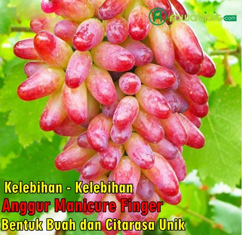 Keunggulan Anggur Manicure Finger