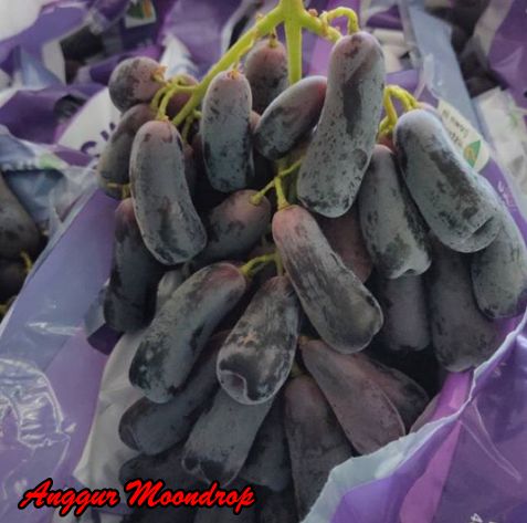 Keunggulan Anggur Moondrop genjah