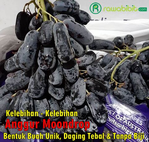 Keunggulan Anggur Moondrop