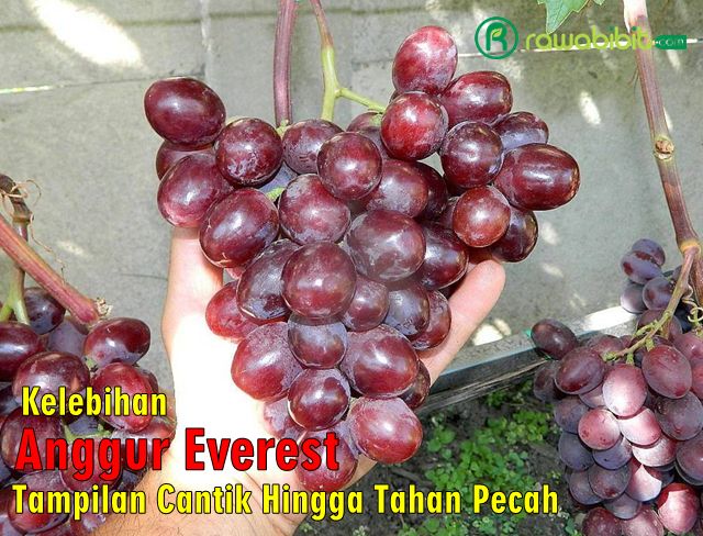 Keunggulan Anggur everest
