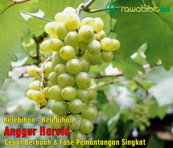 Keunggulan Anggur harold