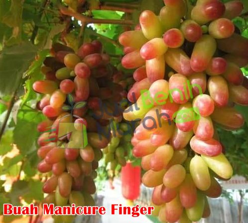 Keunggulan anggur Manicure Finger 1