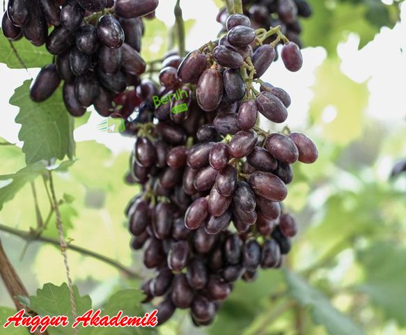 keunggulan Anggur Akademik Hitam