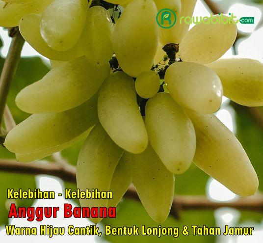 keunggulan Anggur Banana
