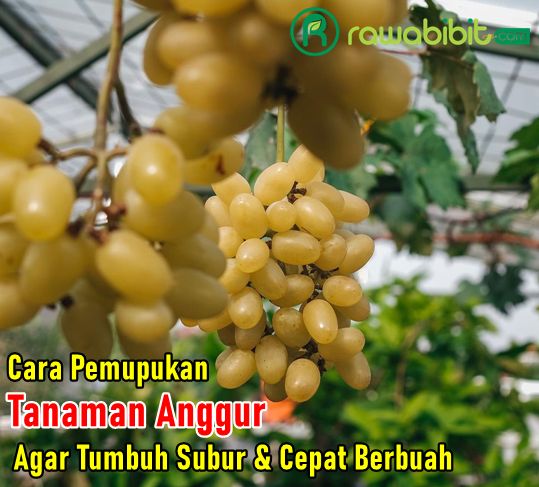 Cara Pemupukan Anggur