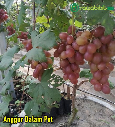 Cara Tanam Anggur Dalam Pot 1