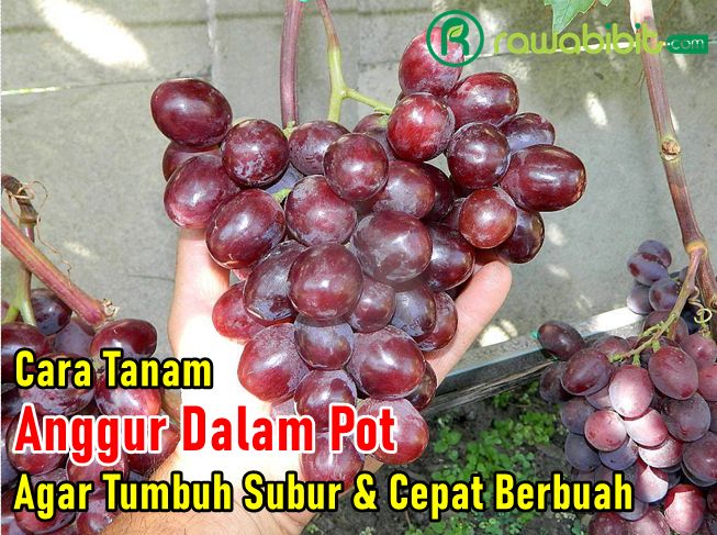 Cara Tanam Anggur Dalam Pot