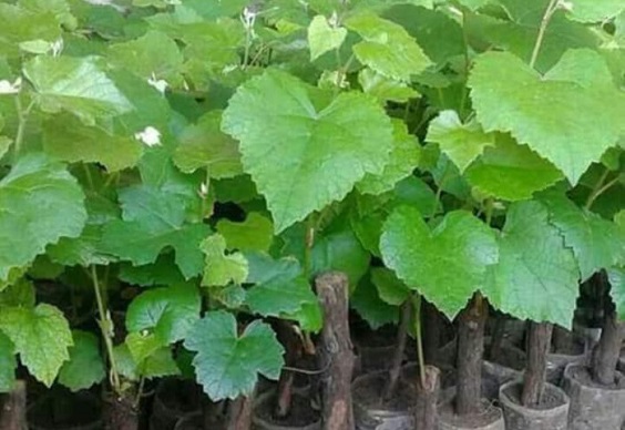 Daun anggur Ninel
