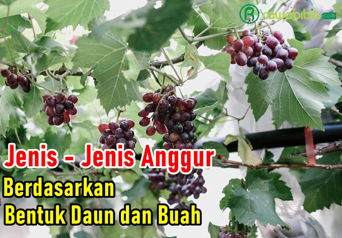 Jenis Anggur Berdasarkan bentuk Daun