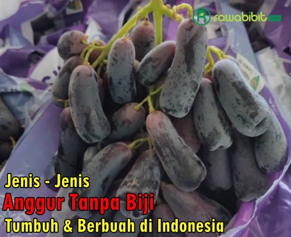 Jenis Anggur Tanpa Biji