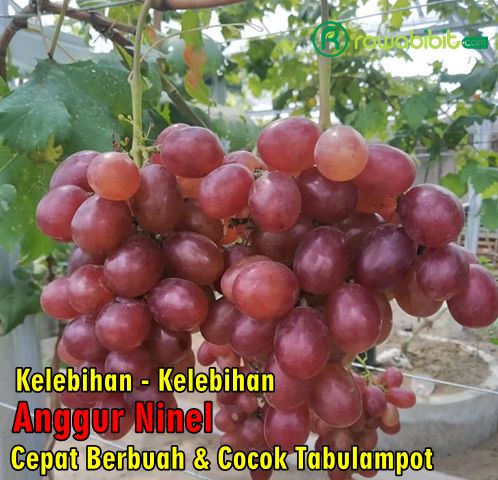 Keunggulan Anggur Ninel