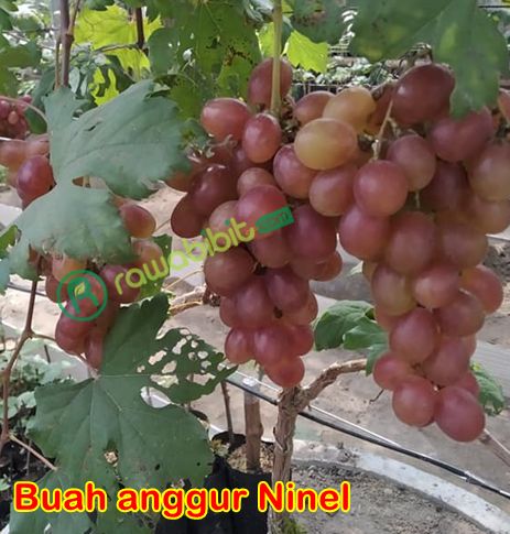 Keunggulan anggur ninel 1