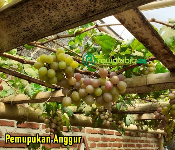 Pemupukan Anggur