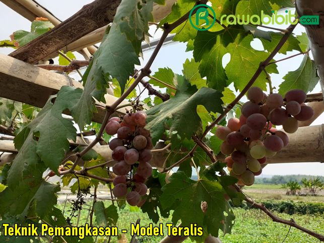 Teknik Pangkas Anggur 1
