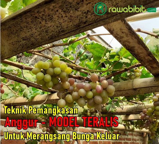 Teknik Pangkas Anggur