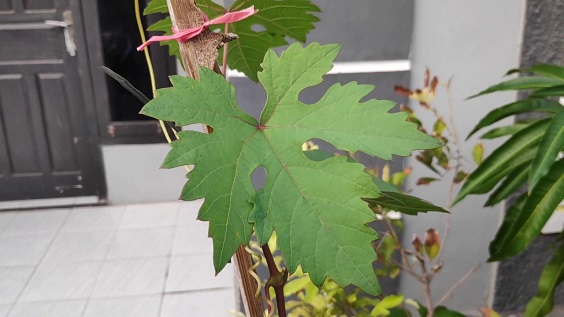 daun-anggur-Nizina