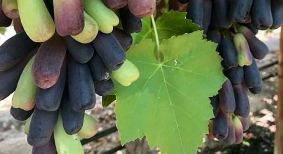 daun anggur moondrop