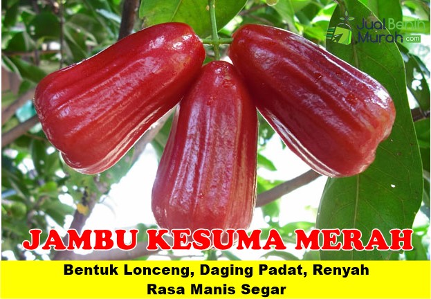 Bibit Jambu air Kesuma Merah