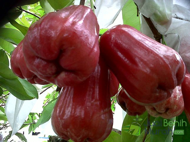 jambu air Kesuma Merah