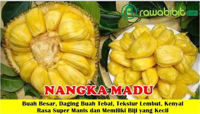 Bibit Nangka Madu Unggul