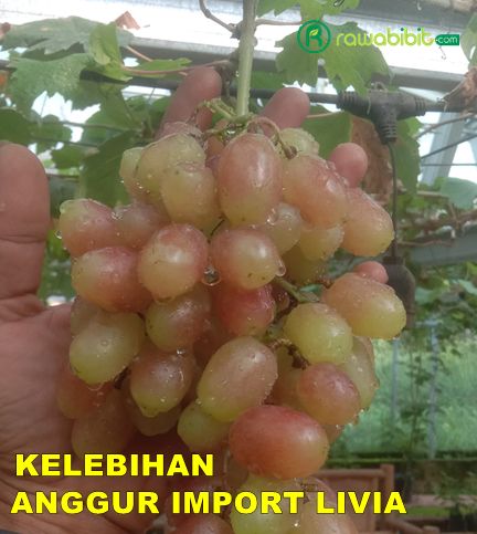Keunggulan Anggur Livia