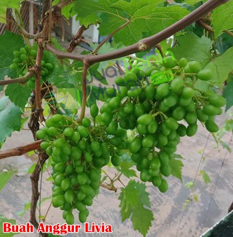 Keunggulan anggur Livia 1