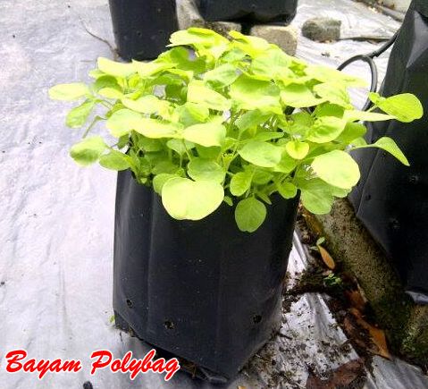 Bayam Polybag