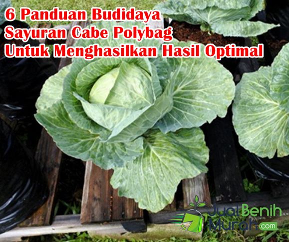 Cara Tanam Kubis dalam Polybag