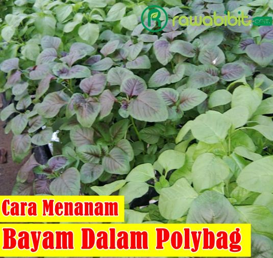 Cara Tanam Bayam polybag