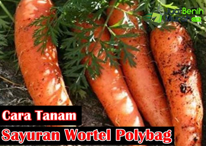 Cara Tanam Wortel Polybag