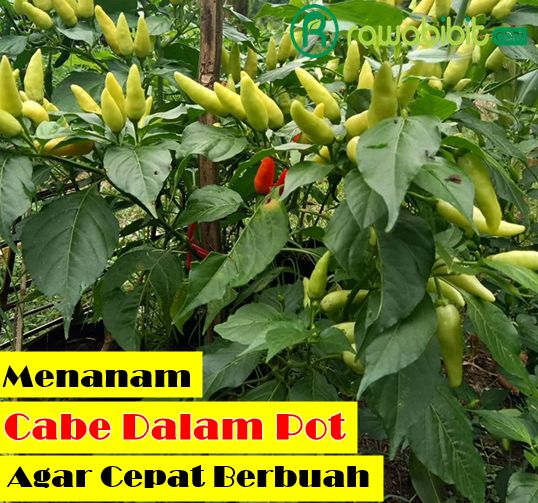 Cara Tanam Cabe Dalam Pot